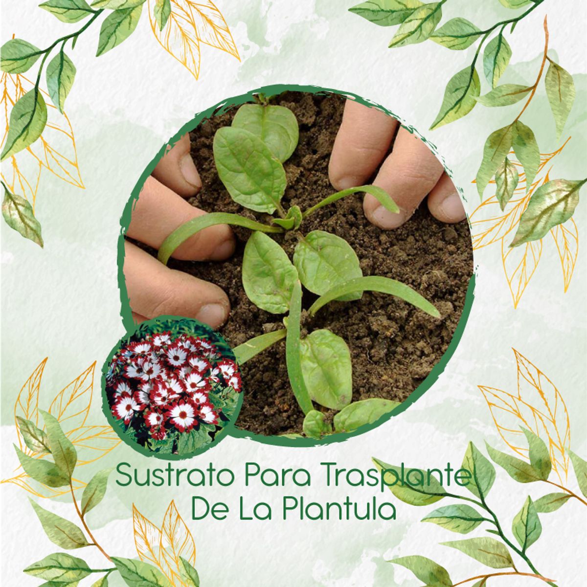 GENERICO - Sustrato Para Trasplante De Flor Cineraria