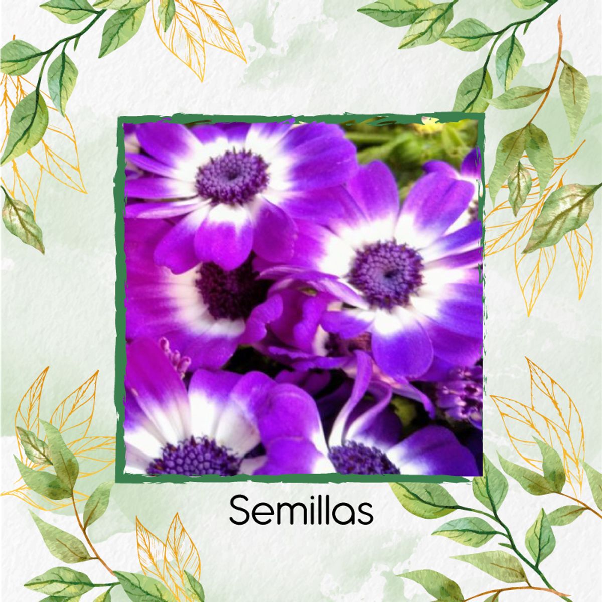 GENERICO - Sustrato Para Trasplante De Flor Cineraria