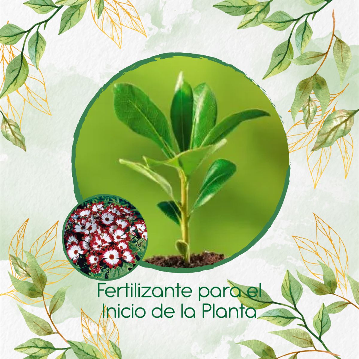 GENERICO - Fertilizante Para El Inicio De Flor Cineraria