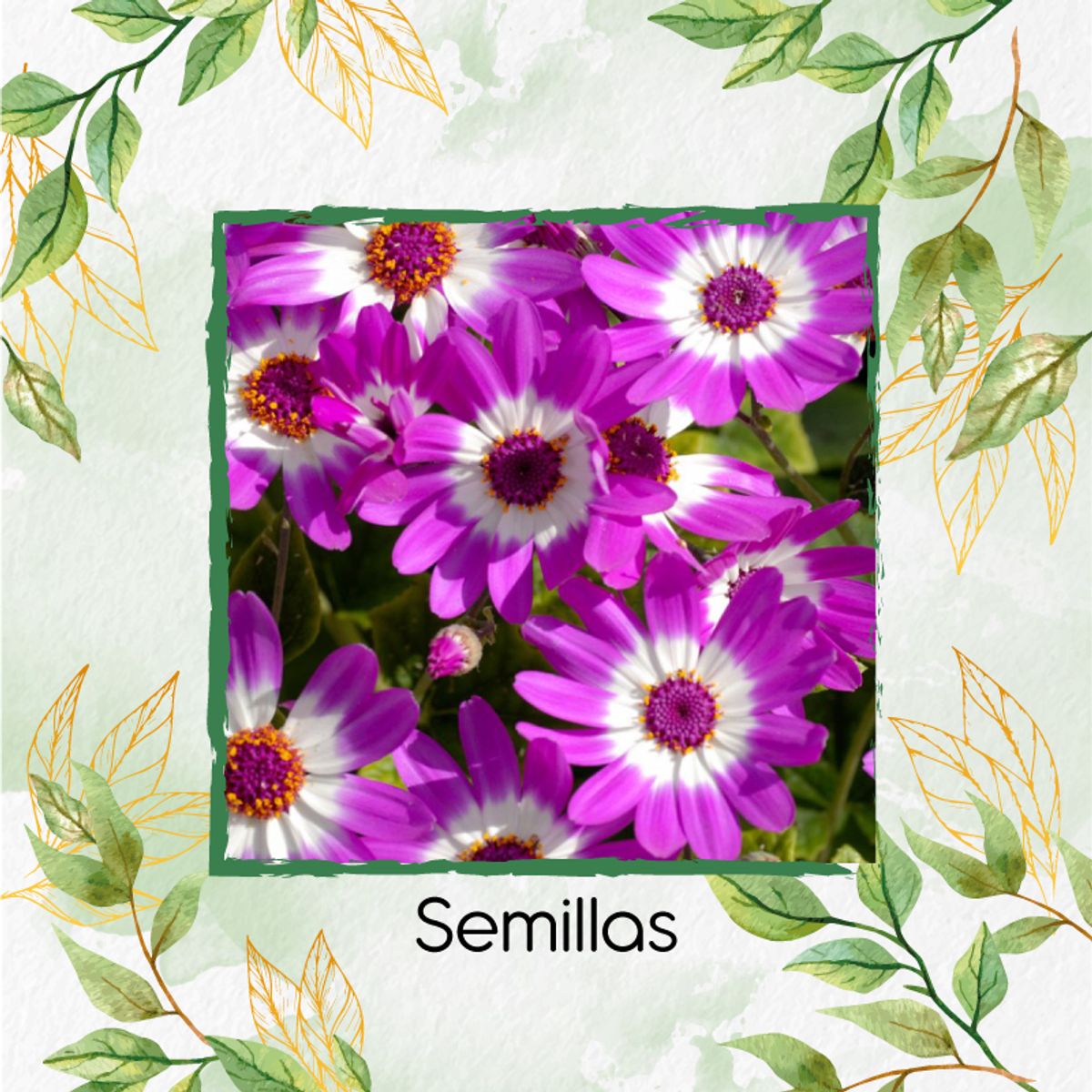 GENERICO - 60 Semillas De Flor Cineraria + Kit Completo De Germinación