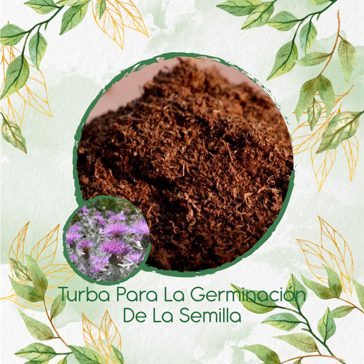 GENERICO - Turba Canadiense Especial Para Semillas De Cineraria Marítima