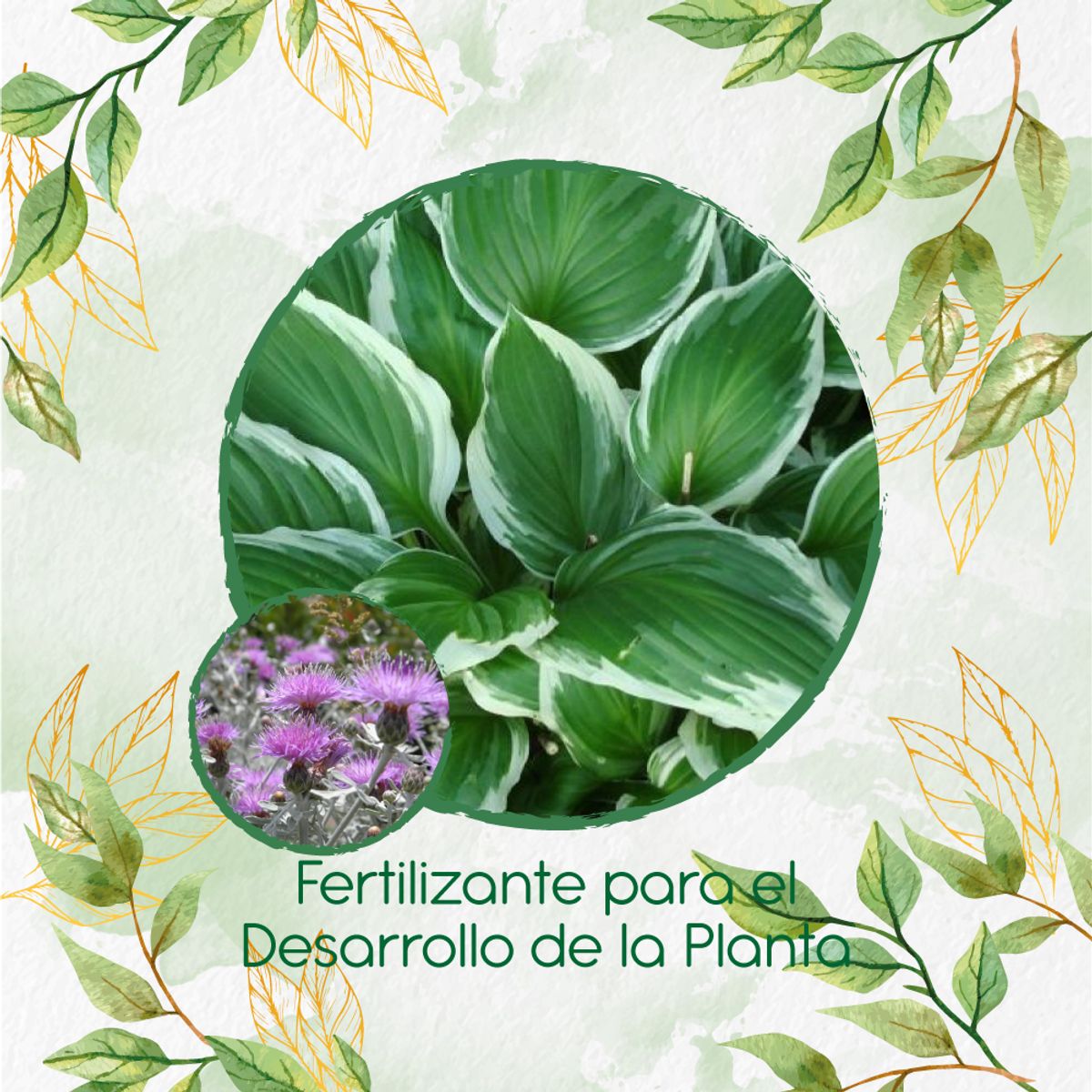 GENERICO - Fertilizante Para El Desarrollo De Flor Cineraria Marítima