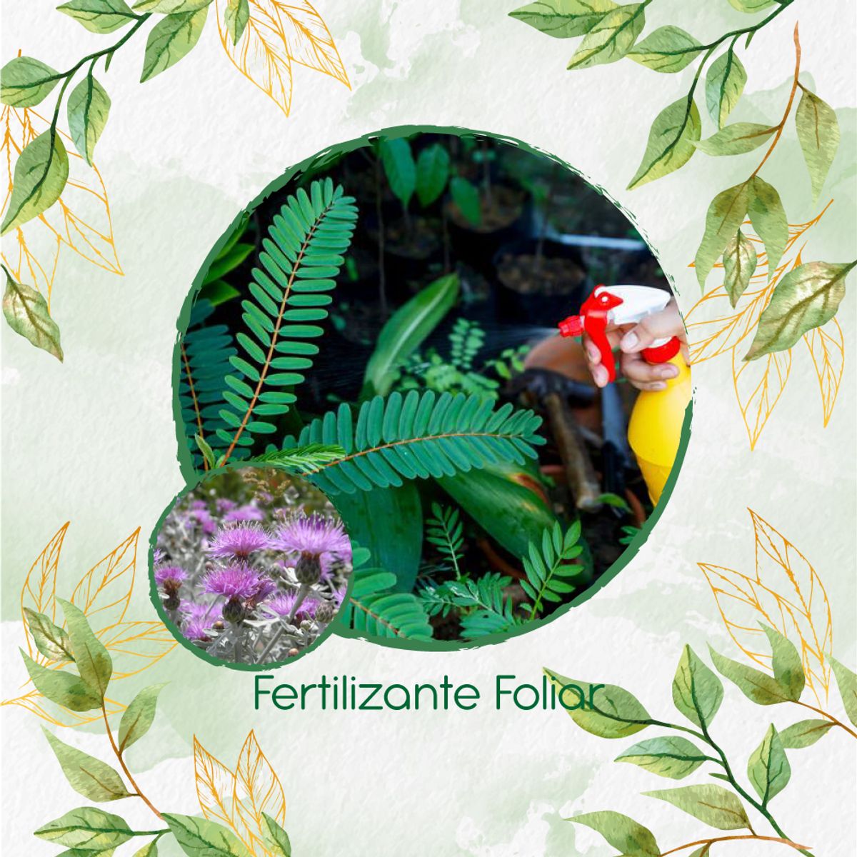 GENERICO - Fertilizante Generación De Brotes Para Flor Cineraria Marítima