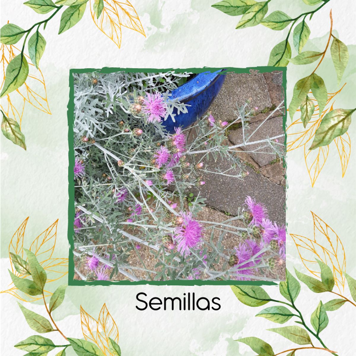 GENERICO - Fertilizante Generación De Brotes Para Flor Cineraria Marítima