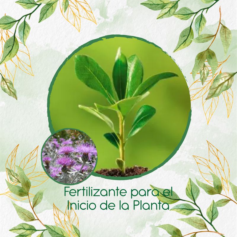 GENERICO - Fertilizante Para El Inicio De Flor Cineraria Marítima