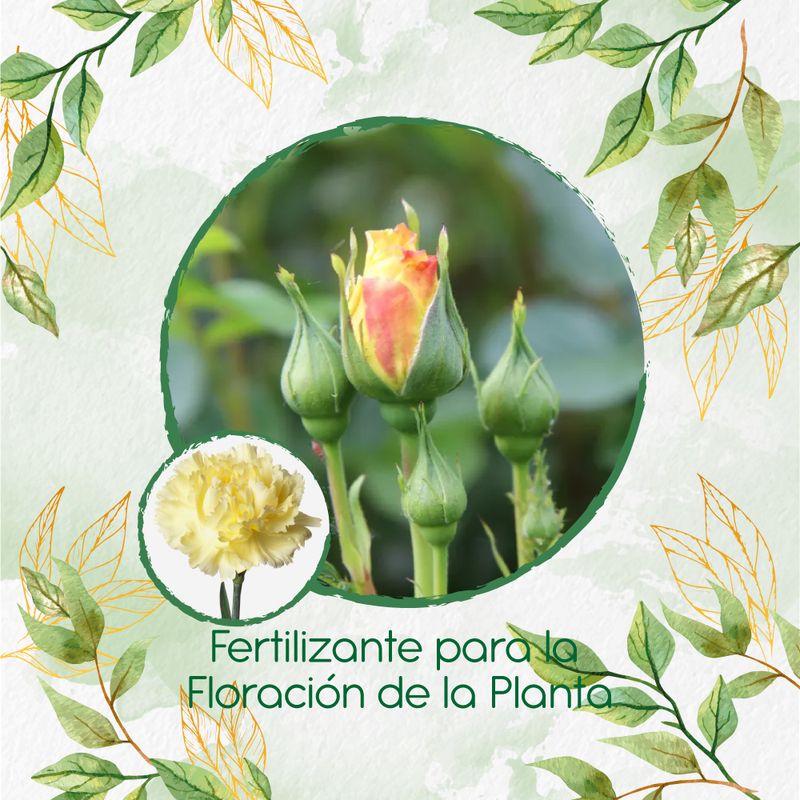 GENERICO - Fertilizante Para La Floración De Flor Clavel Amarillo