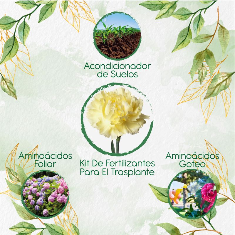 GENERICO - Kit De Fertilizantes Para El Trasplante De Flor Clavel Amarillo