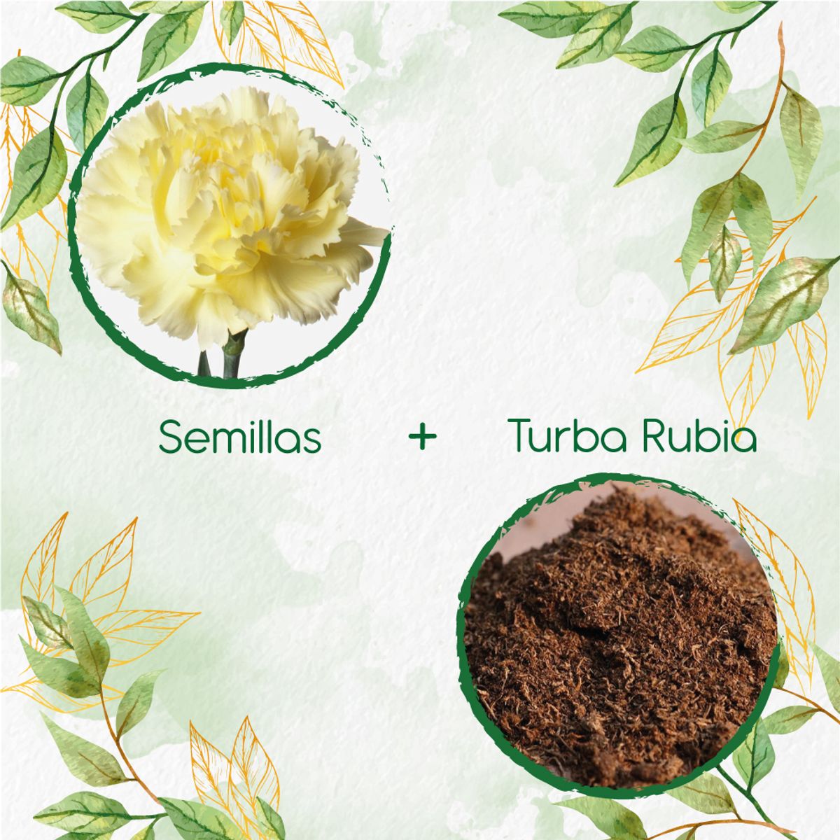 GENERICO - 80 Semillas De Flor Clavel Amarillo + Turba De Germinación