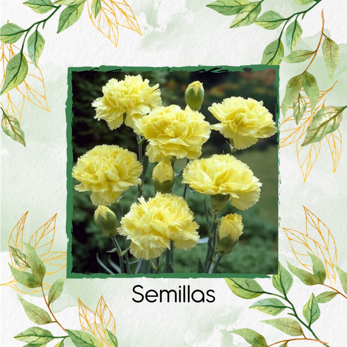 GENERICO - 80 Semillas De Flor Clavel Amarillo + Turba De Germinación