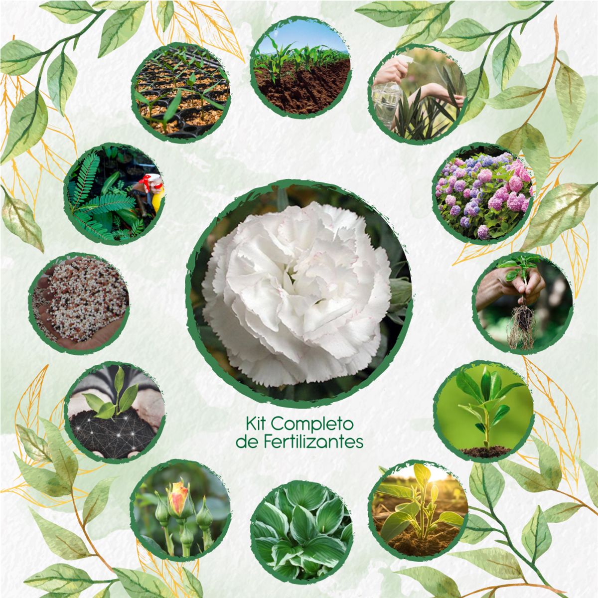 GENERICO - Kit Completo De Fertilizantes Para Flor Clavel Blanco