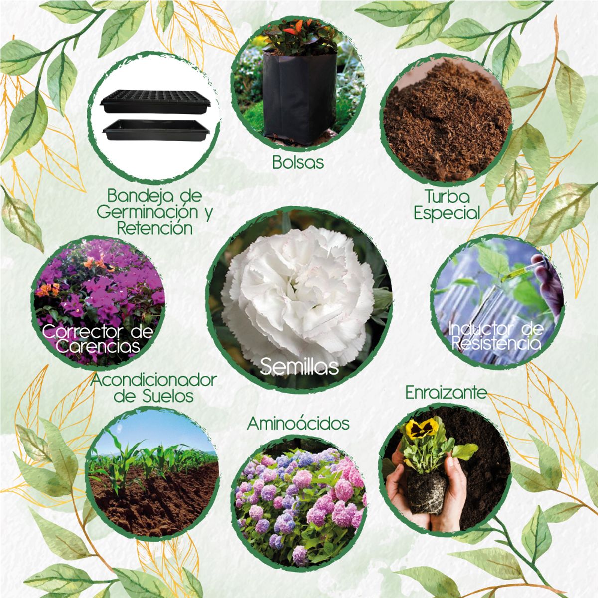 GENERICO - 160 Semillas De Flor Clavel Blanco + Kit De Siembra