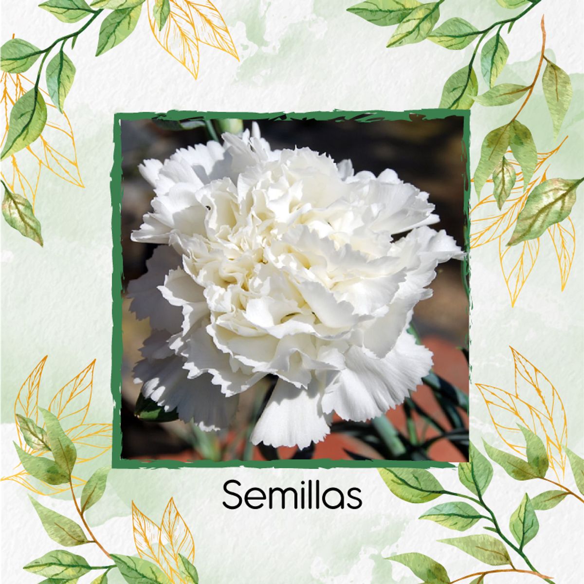 GENERICO - 160 Semillas De Flor Clavel Blanco + Kit De Siembra