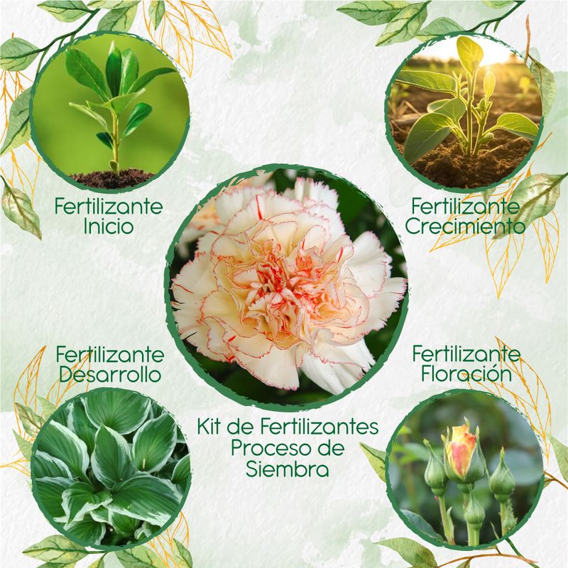 GENERICO - Kit De Fertilizantes Para La Siembra De Flor Clavel Jaspeado Blanco