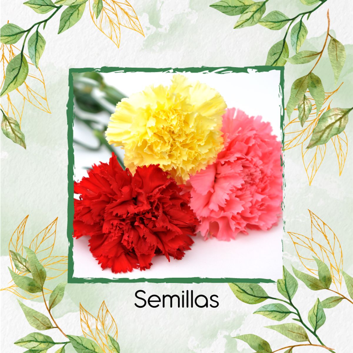 GENERICO - Kit De Fertilizantes Para El Trasplante De Flor Clavel Mezcla