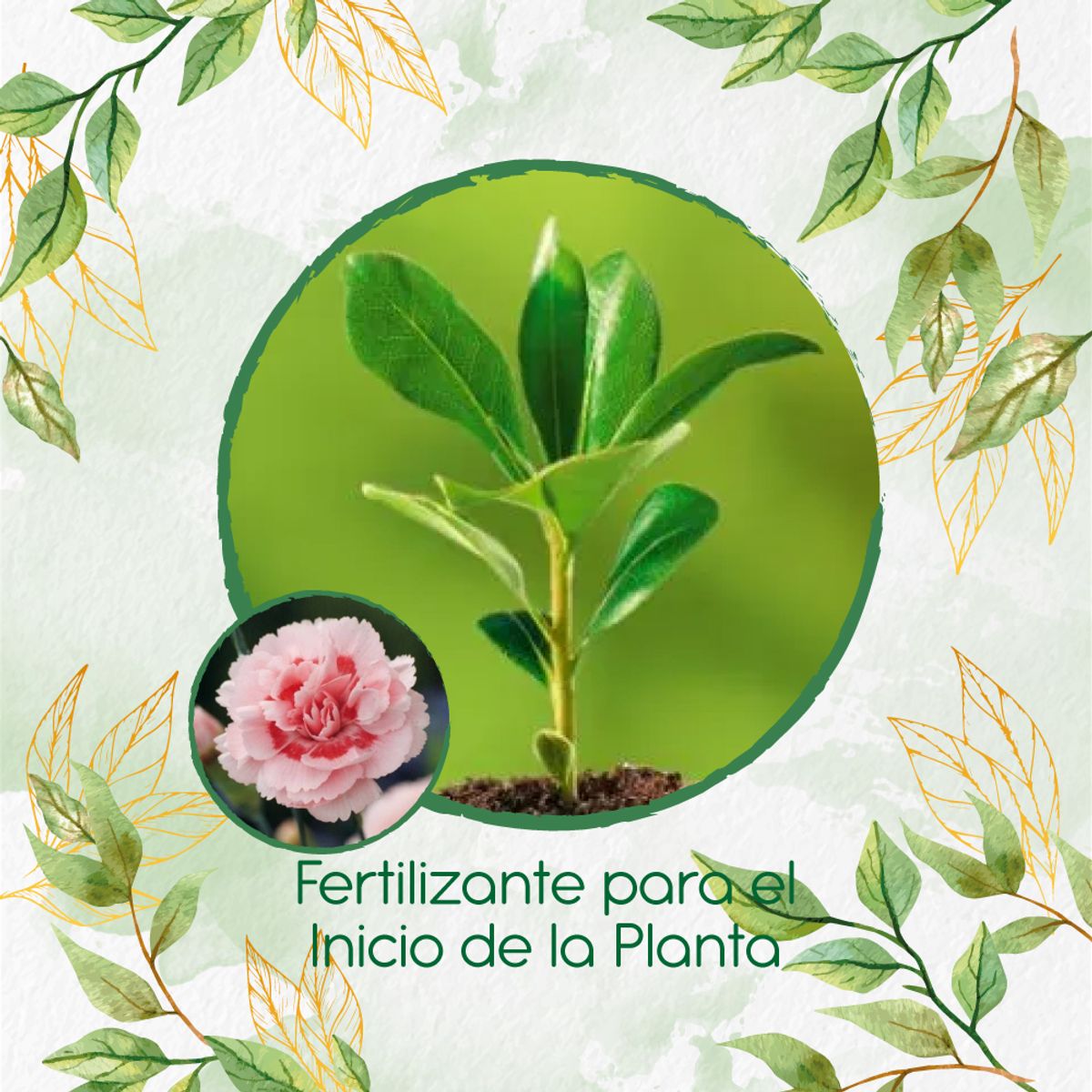 GENERICO - Fertilizante Para El Inicio De Flor Clavel Mezcla