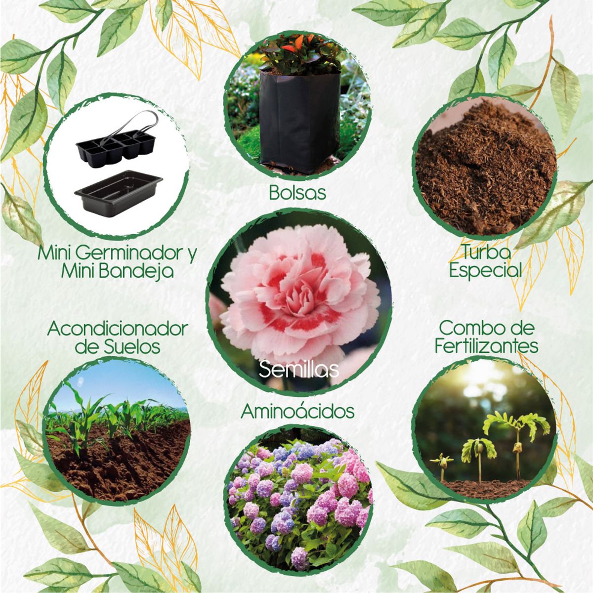 GENERICO - 50 Semillas Orgánicas De Flor Clavel Mezcla + Kit De Germinación