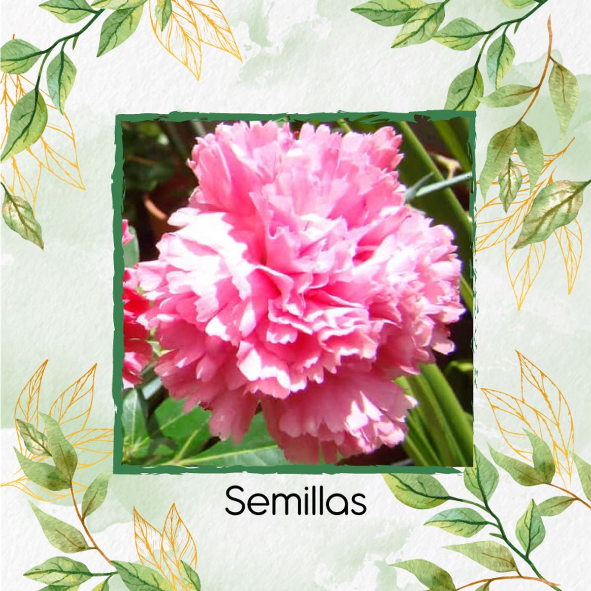 GENERICO - 50 Semillas Orgánicas De Flor Clavel Mezcla + Kit De Germinación