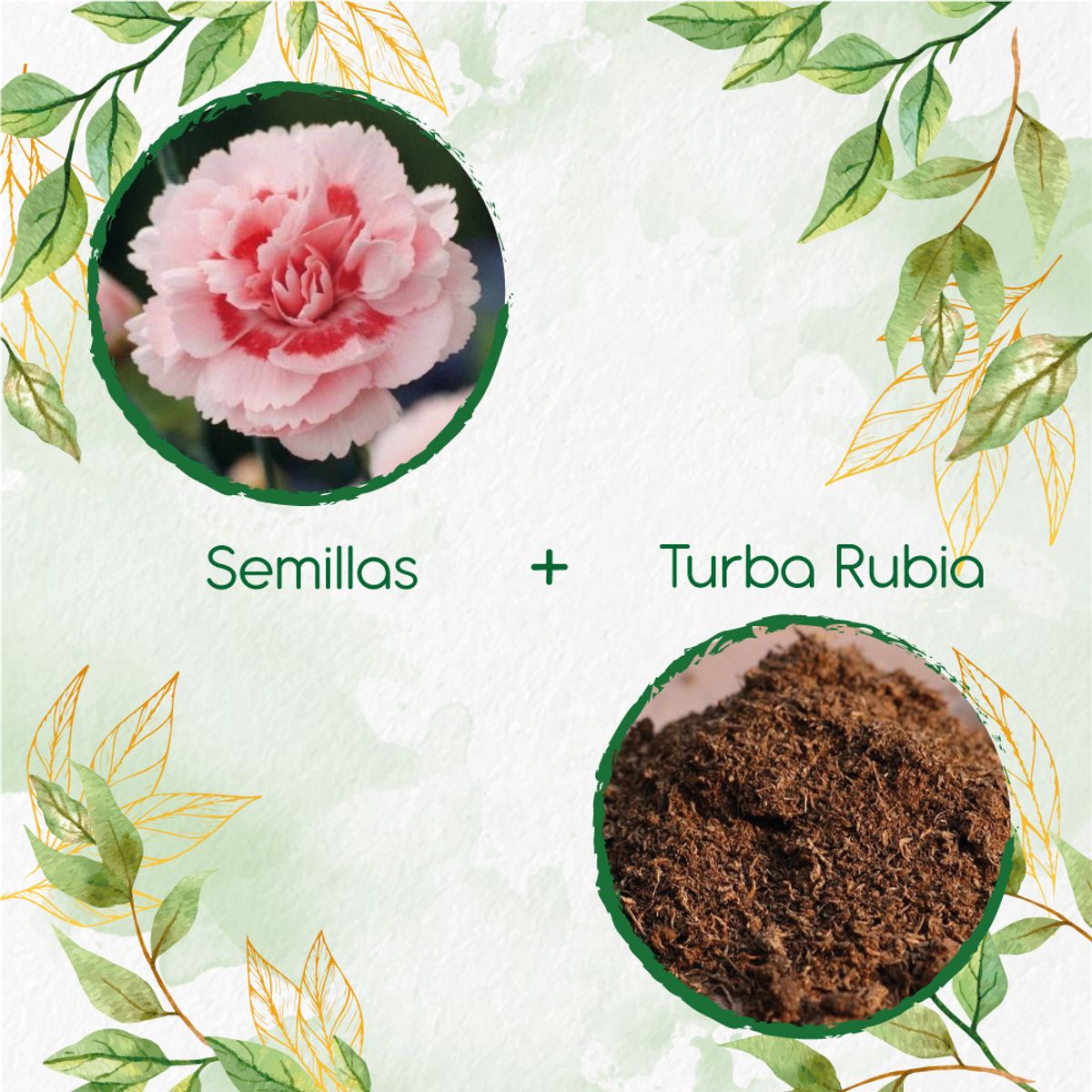 GENERICO - 100 Semillas De Flor Clavel Mezcla + Turba De Germinación