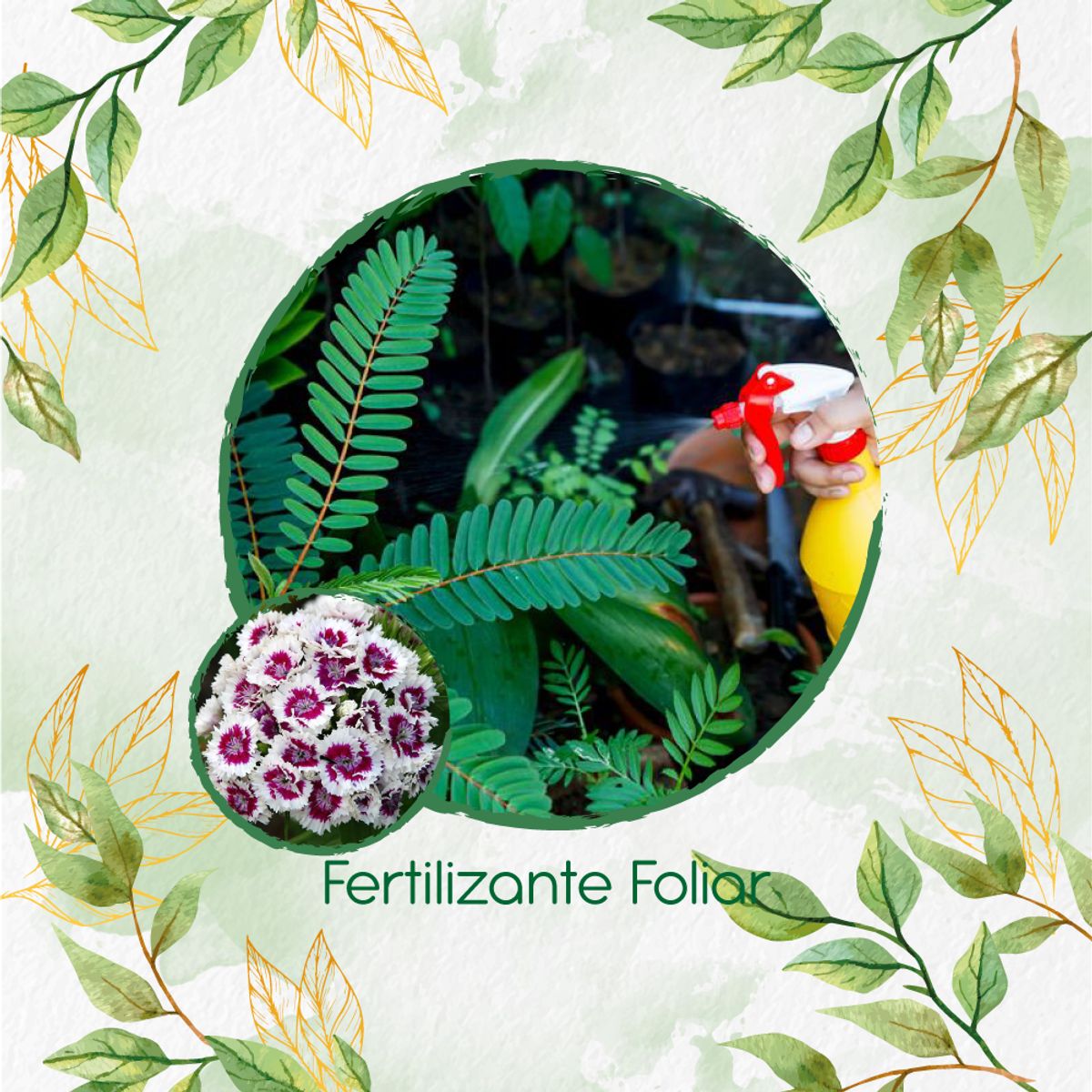 GENERICO - Fertilizante Generación De Brotes Para Flor Clavel Del Poeta