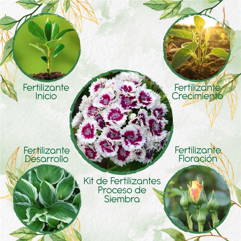 GENERICO - Kit De Fertilizantes Para La Siembra De Flor Clavel Del Poeta