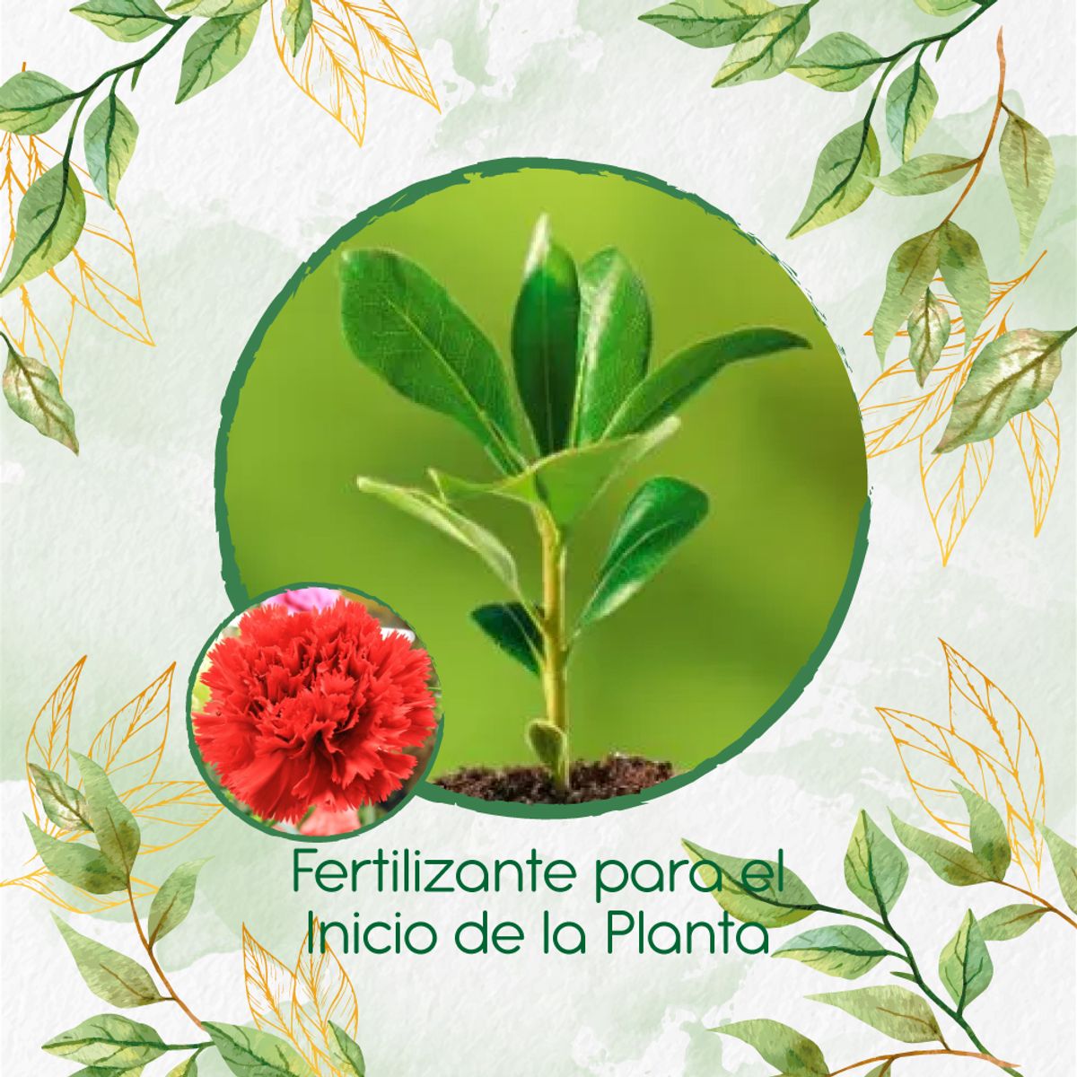 GENERICO - Fertilizante Para El Inicio De Flor Clavel Rojo