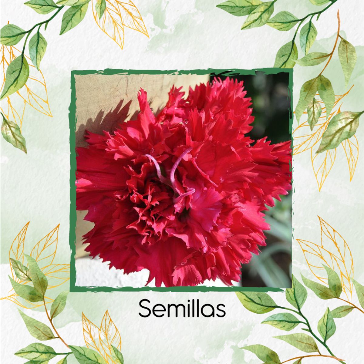 GENERICO - Fertilizante Para El Inicio De Flor Clavel Rojo