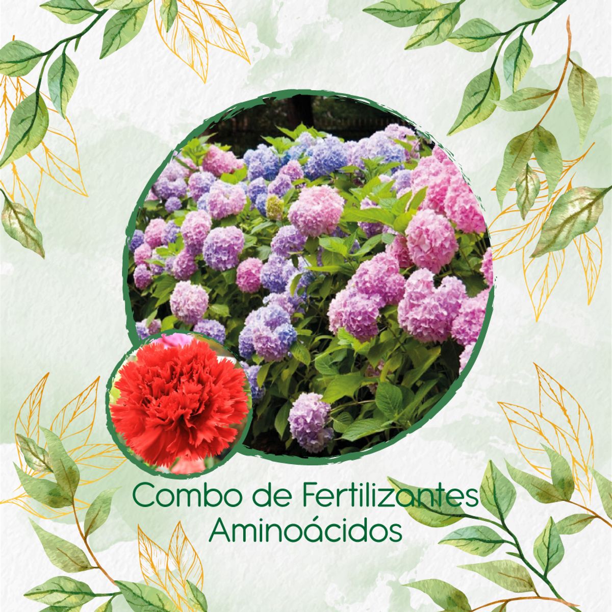 GENERICO - Combo De Fertilizantes Aminoácidos Para Flor Clavel Rojo