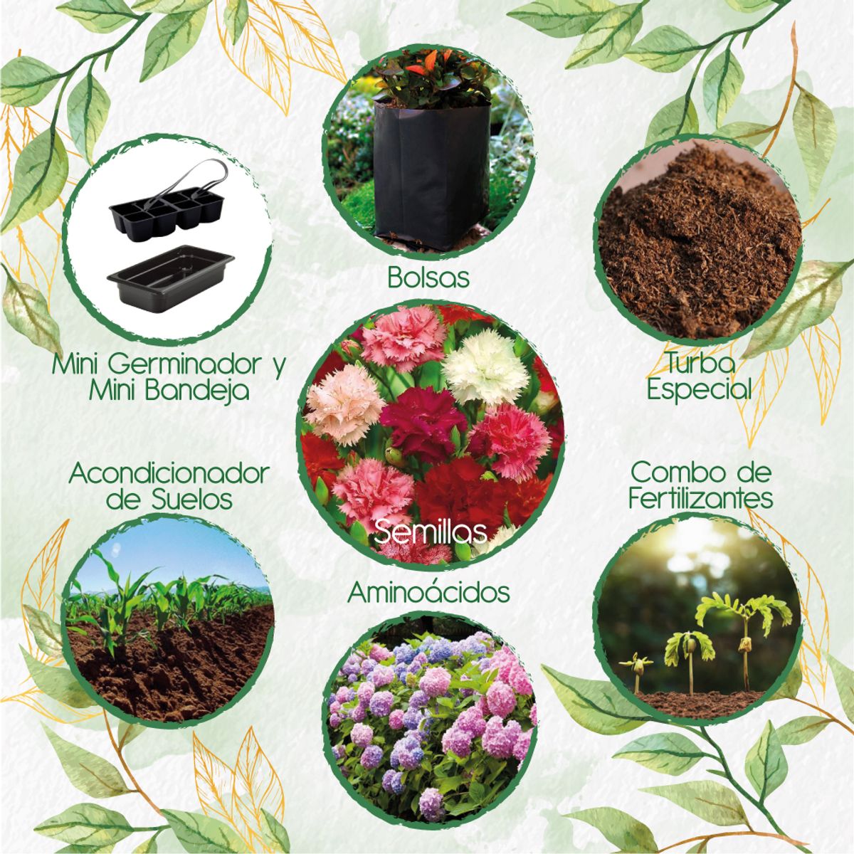 GENERICO - 40 Semillas Orgánicas De Flor Clavel Chabaud + Kit De Germinación