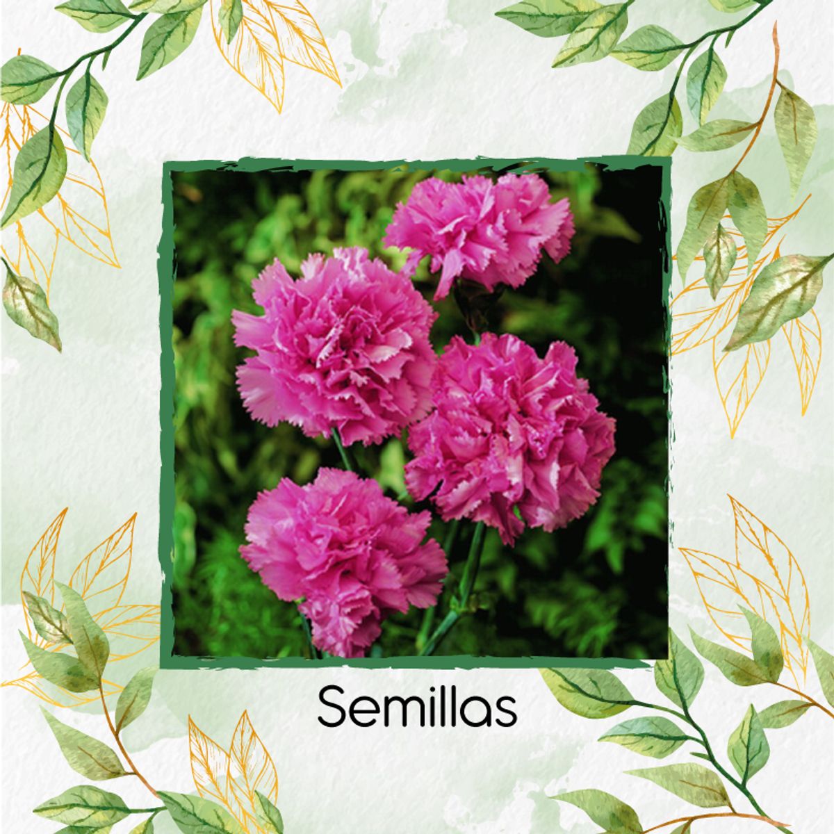 GENERICO - 40 Semillas Orgánicas De Flor Clavel Chabaud + Kit De Germinación