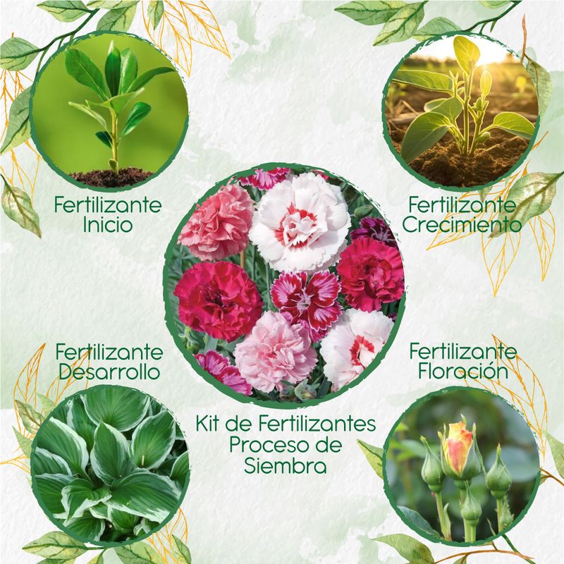 GENERICO - Kit De Fertilizantes Para La Siembra De Clavel Granadina- Grenadin