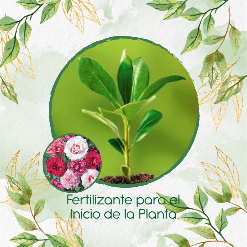 GENERICO - Fertilizante Para El Inicio De Flor Clavel Granadina- Grenadin
