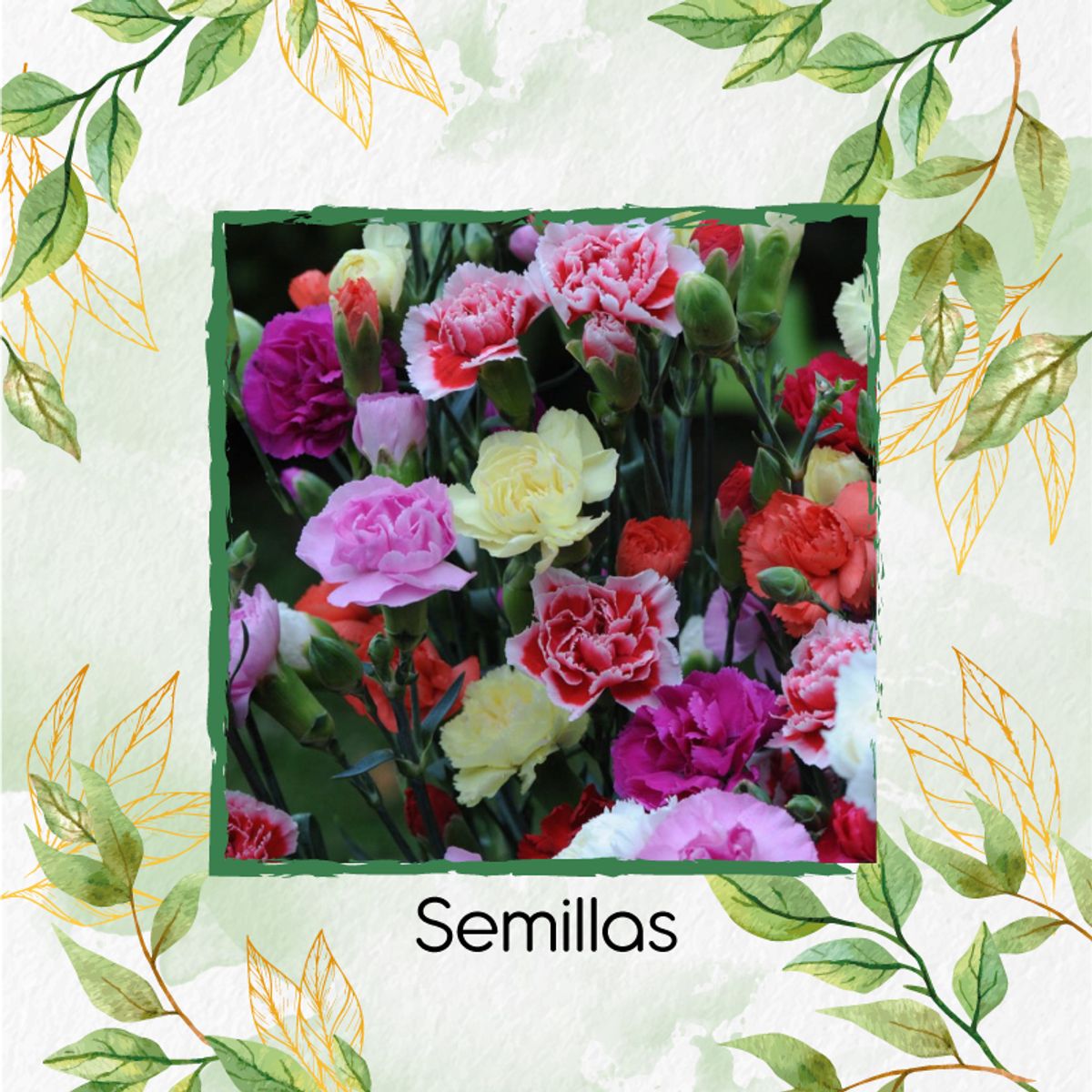 GENERICO - Turba Canadiense Especial Para Semillas De Clavel Granadina- Grenadin