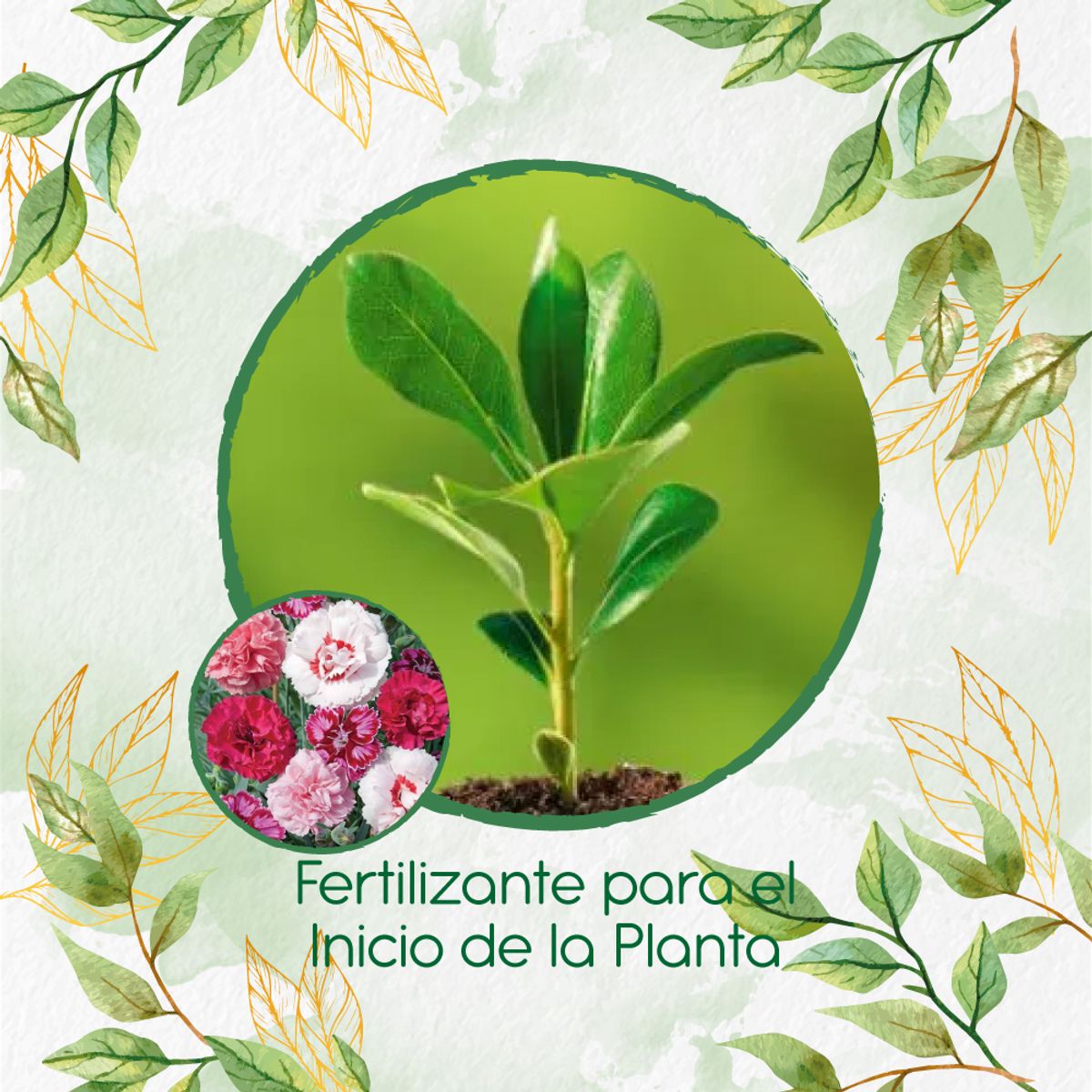 GENERICO - Fertilizante Para El Inicio De Flor Clavel Granadina- Grenadin