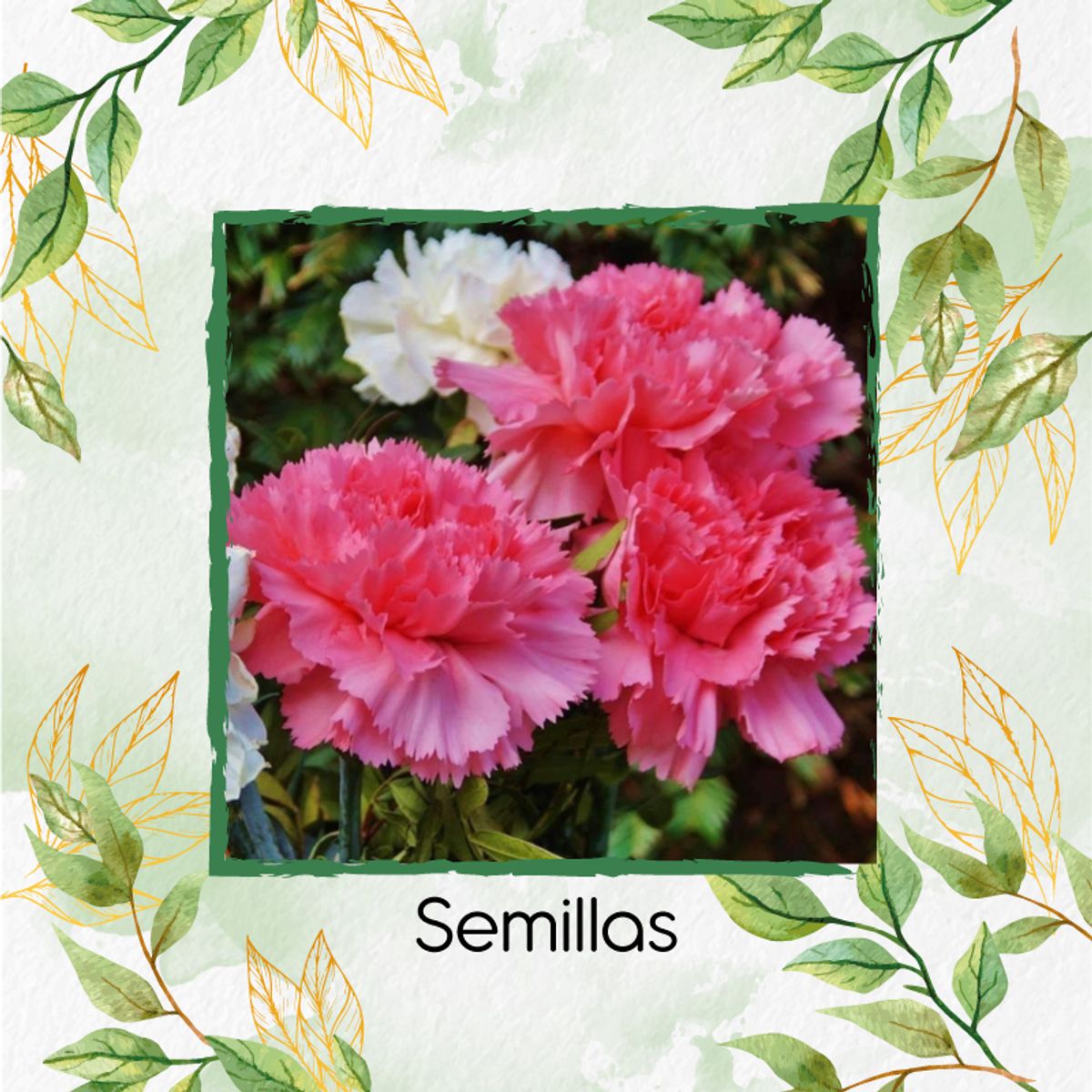 GENERICO - 400 Semillas De Clavel Granadina- Grenadin + Kit De Siembra