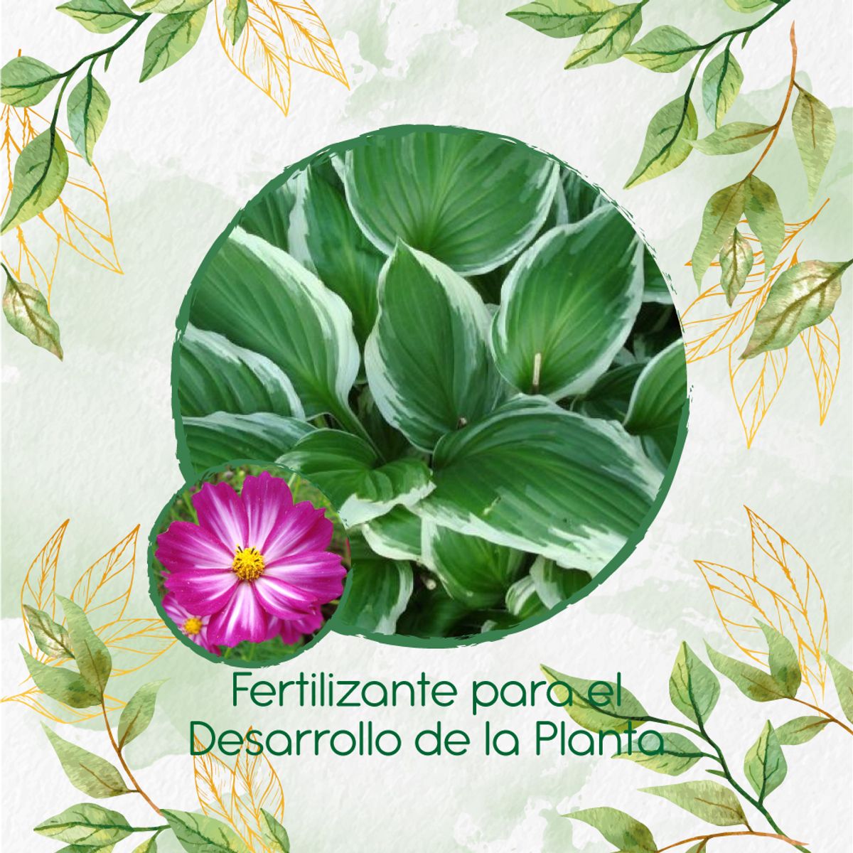 GENERICO - Fertilizante Para El Desarrollo De Flor Cosmos