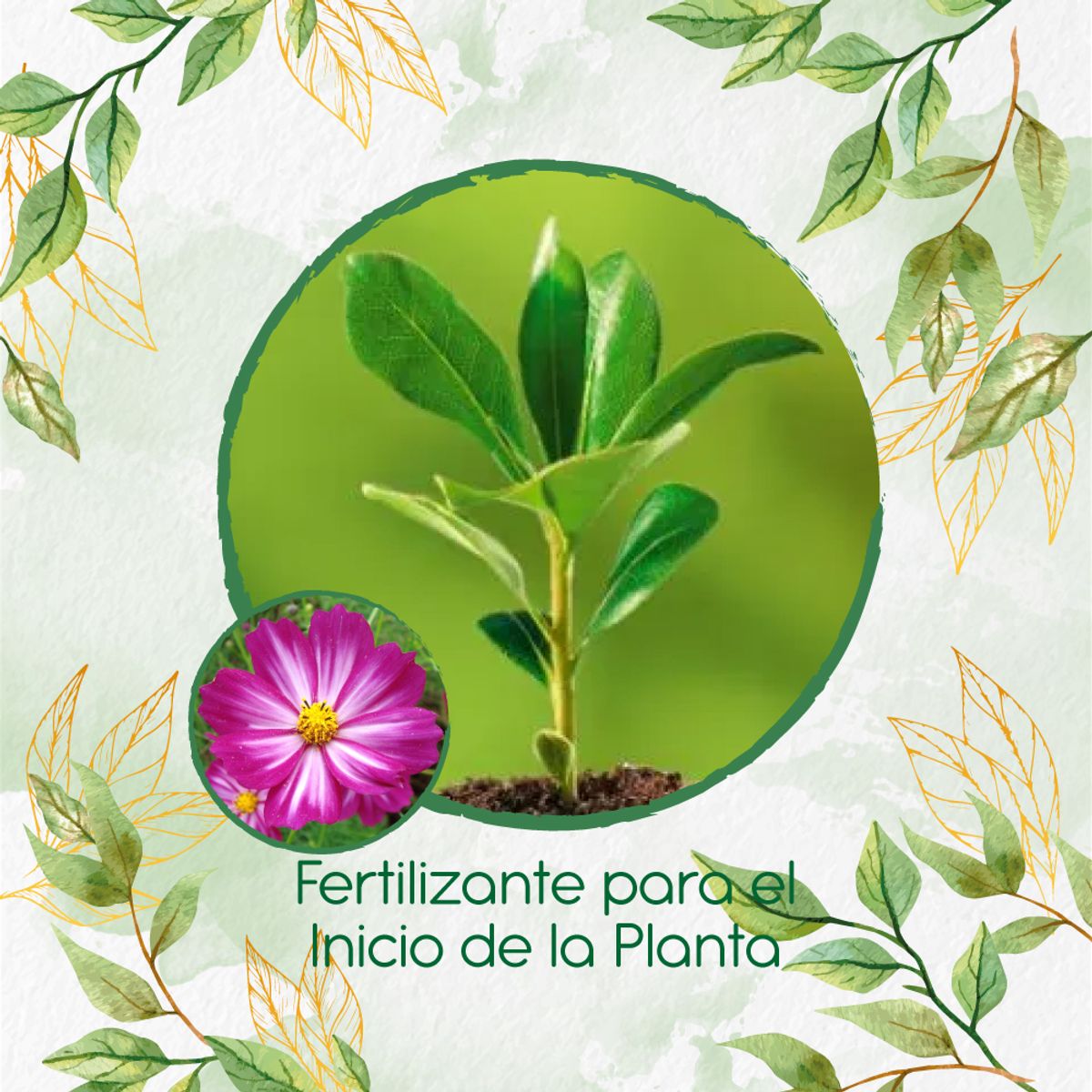 GENERICO - Fertilizante Para El Inicio De Flor Cosmos