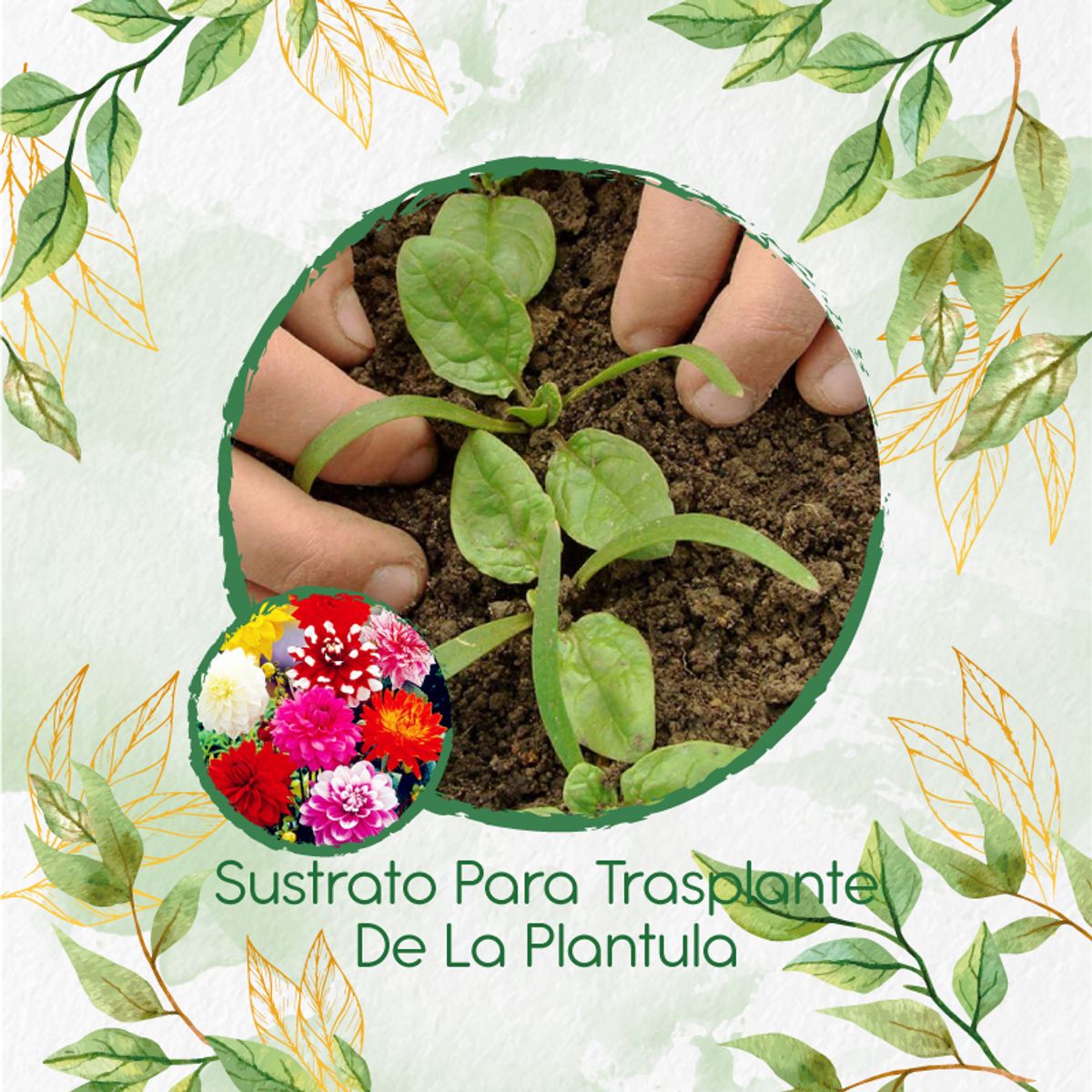 GENERICO - Sustrato Para Trasplante De Flor Dalia Decorativa