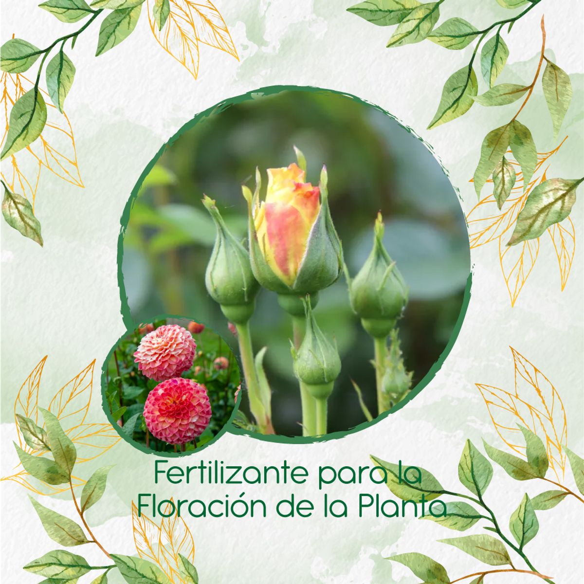 GENERICO - Fertilizante Para La Floración De Flor Dalia Pompón