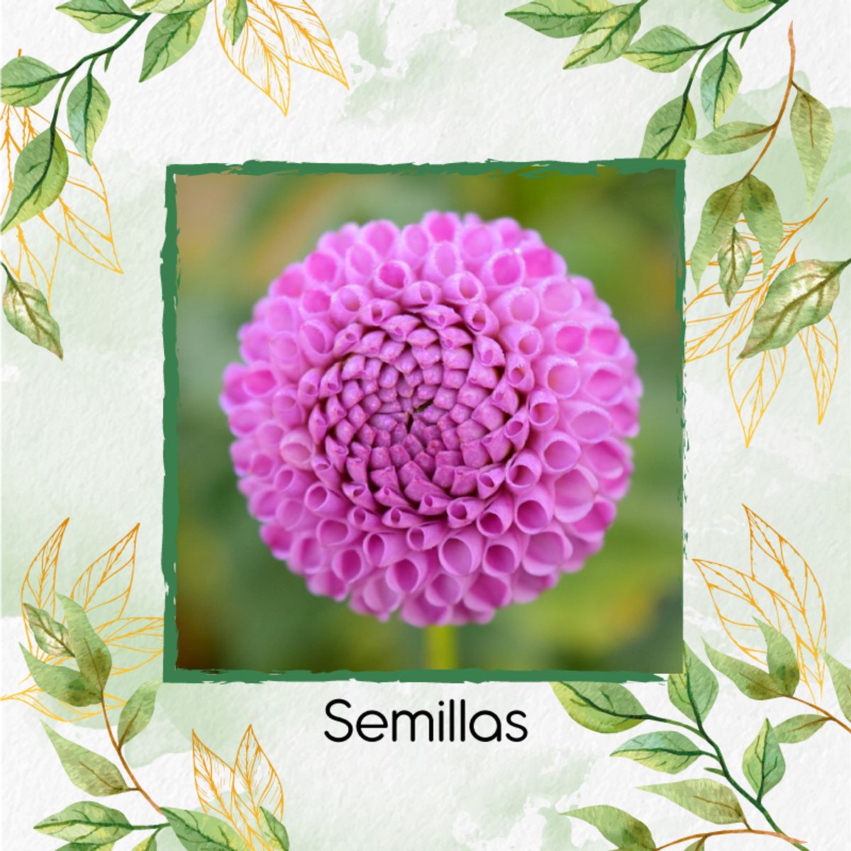 GENERICO - Fertilizante Para La Floración De Flor Dalia Pompón