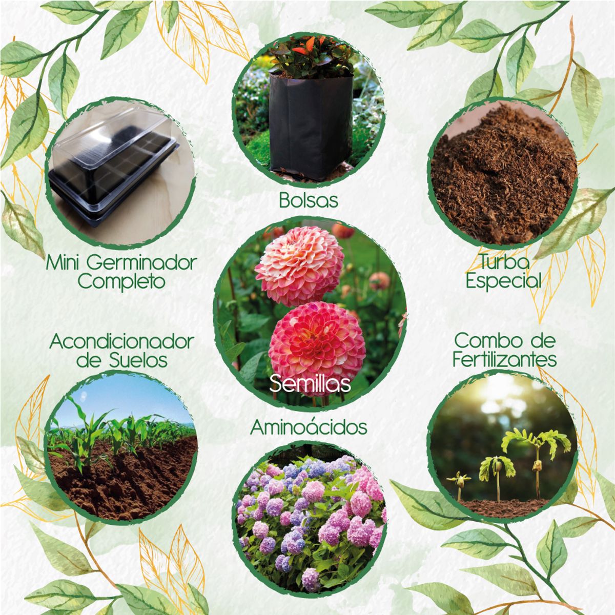 GENERICO - 70 Semillas De Flor Dalia Pompón + Kit De Germinación Especial