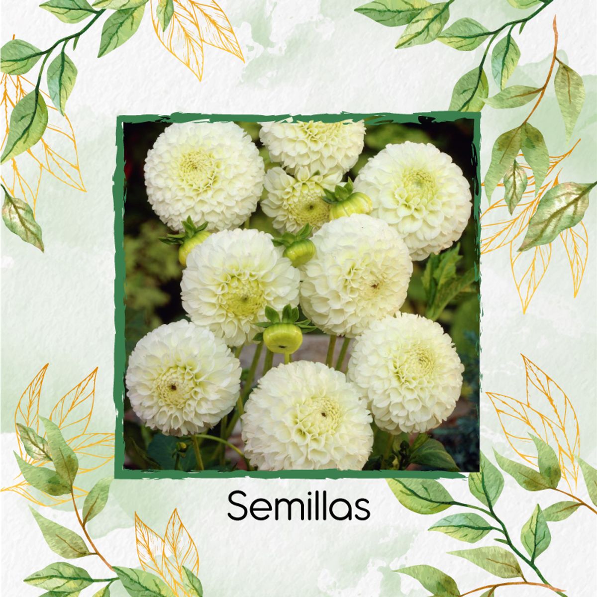 GENERICO - 70 Semillas De Flor Dalia Pompón + Kit De Germinación Especial