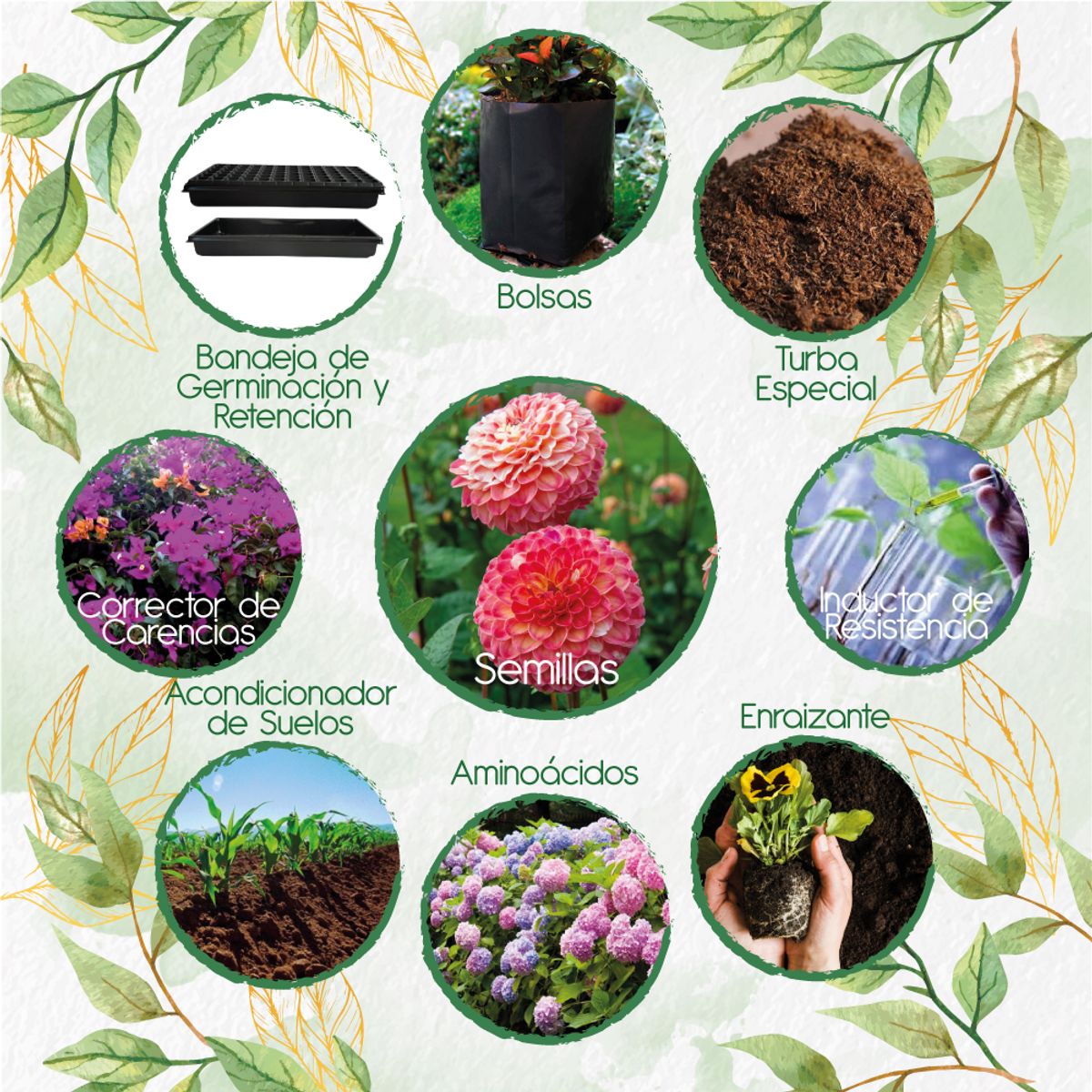 GENERICO - 140 Semillas De Flor Dalia Pompón + Kit De Producción