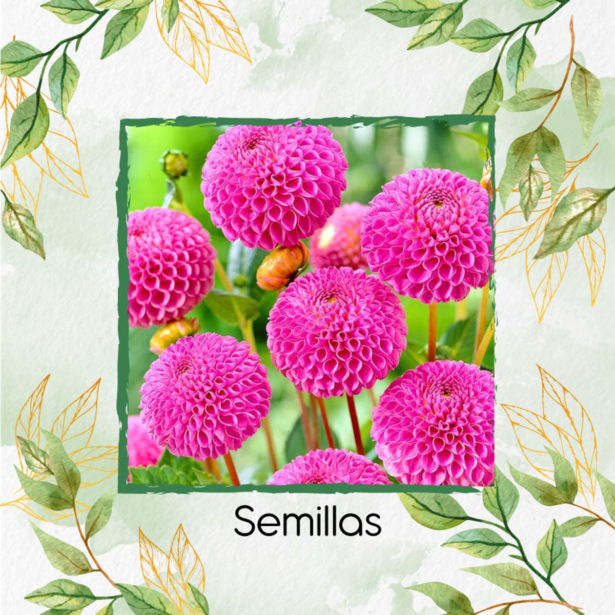 GENERICO - 140 Semillas De Flor Dalia Pompón + Kit De Producción