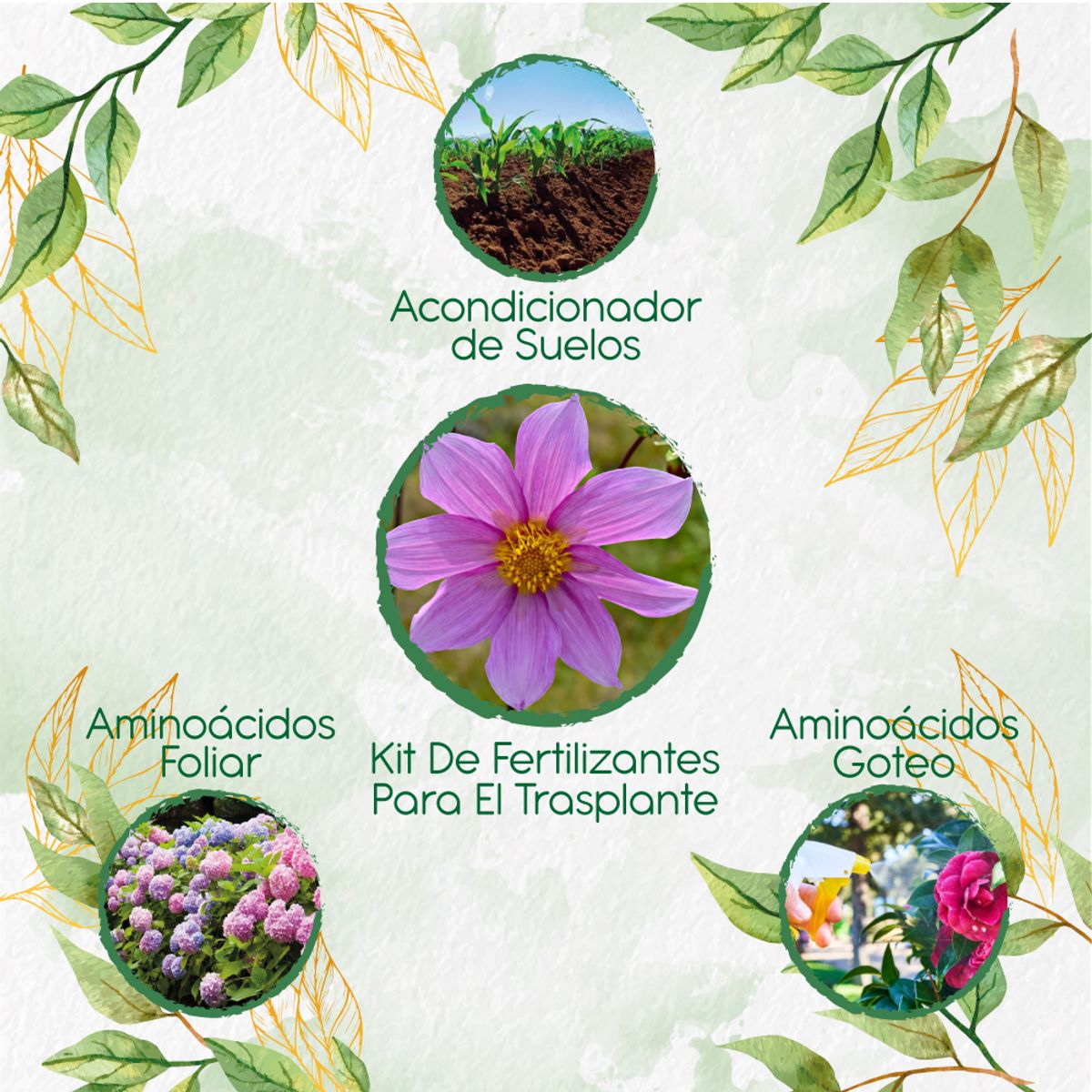 GENERICO - Kit De Fertilizantes Para El Trasplante De Flor Dalia Sencilla
