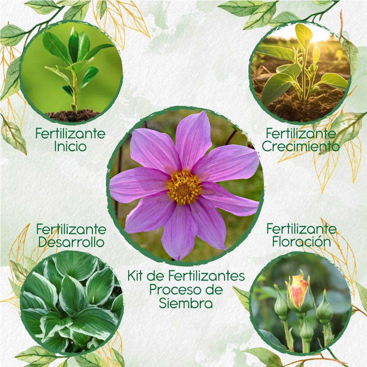 GENERICO - Kit De Fertilizantes Para La Siembra De Flor Dalia Sencilla