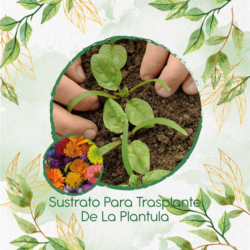 GENERICO - Sustrato Para Trasplante De Flores Silvestres