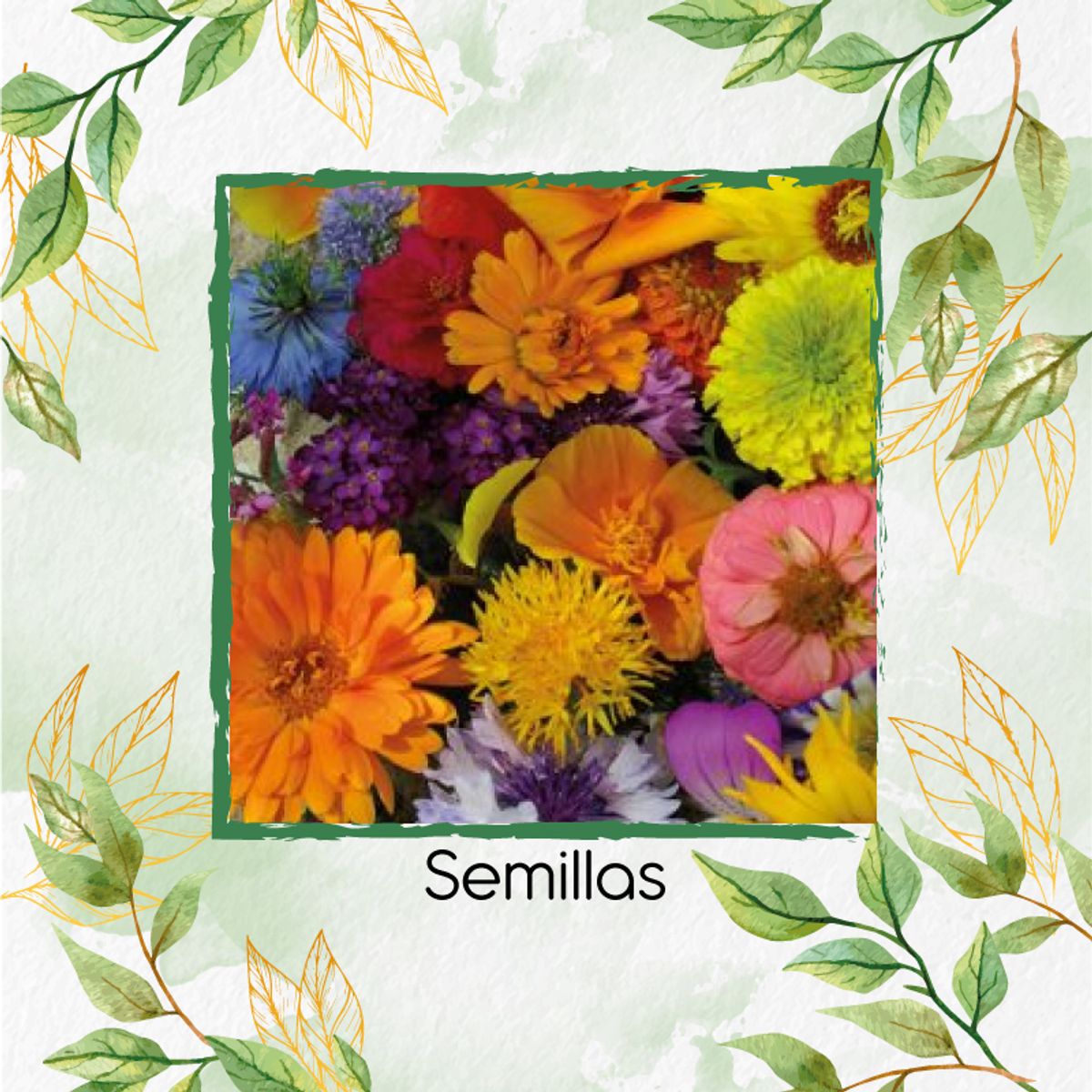 GENERICO - 200 Semillas De Flores Silvestres + Turba De Germinación