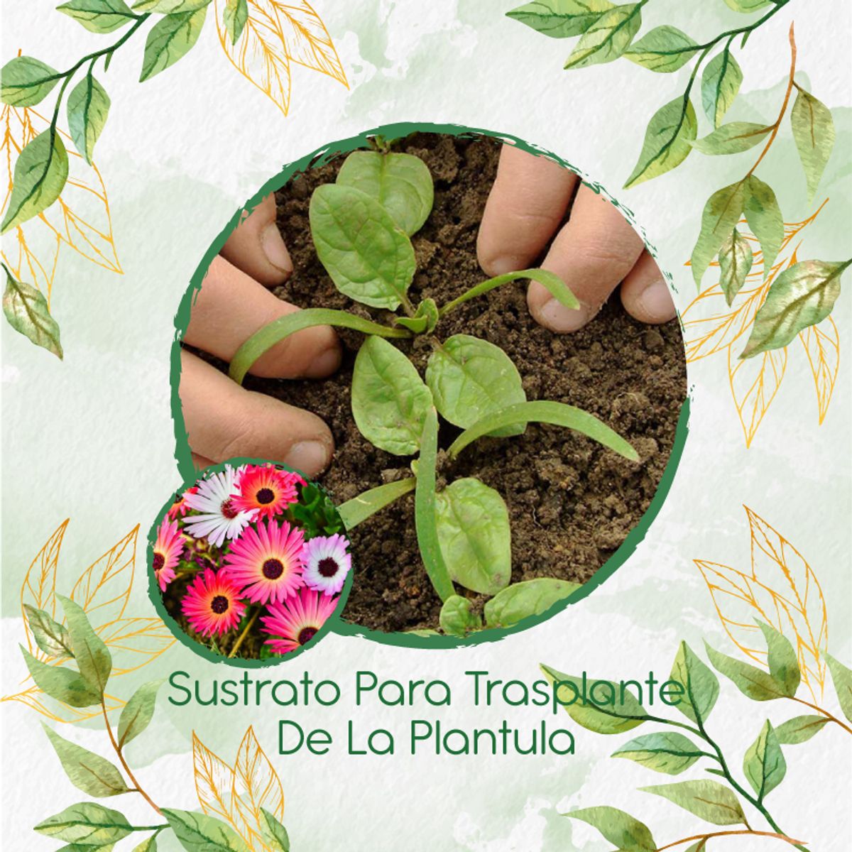 GENERICO - Sustrato Para Trasplante De Flor Del Medio Día