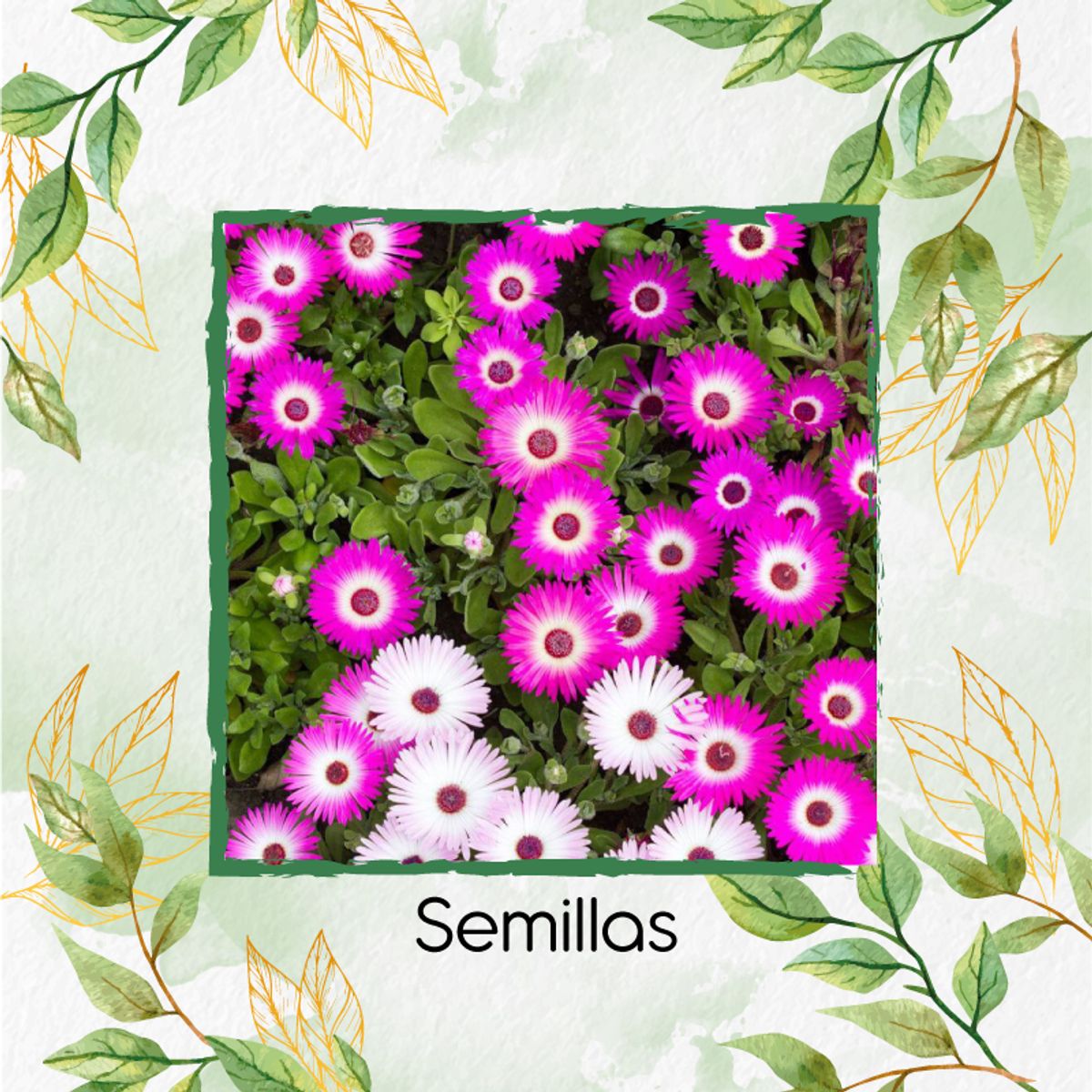 GENERICO - Sustrato Para Trasplante De Flor Del Medio Día