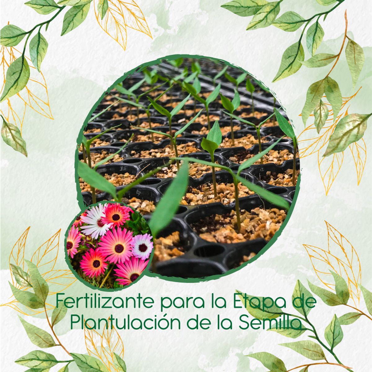 GENERICO - Fertilizante De Plantulación Para Flor Del Medio Día